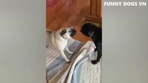 Funniest dogs and cats😺🐶Best funniest animal