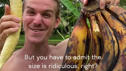The Longest Banana In the World
