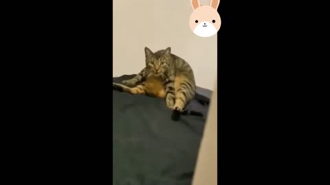 funny cat compilation short 2021 mind relief