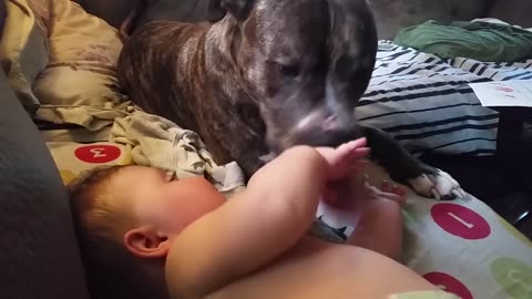 PITBULL LICKS BABY ! Funny Baby Video 8