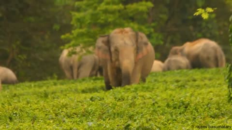 ULTIMATE CHAOS || MAN ELEPHANT CONFLICT CLIPS IN TEA GARDENS OF ASSAM