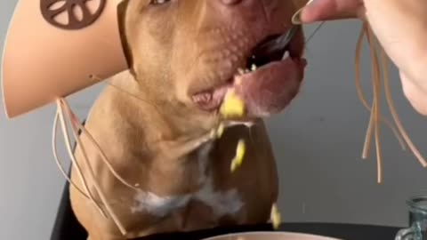 Dogs eating Time 🤣 reaction 🤣