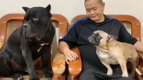 Funny Dogs