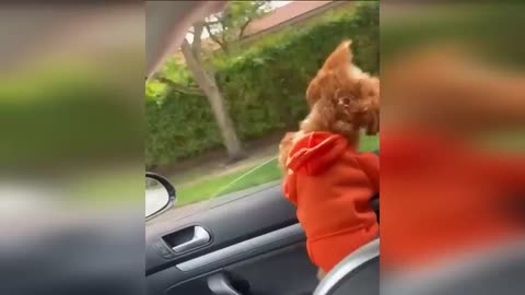 Funniest Cats And Dogs Videos 😂 - Best Funny Animal Videos 2023 😅