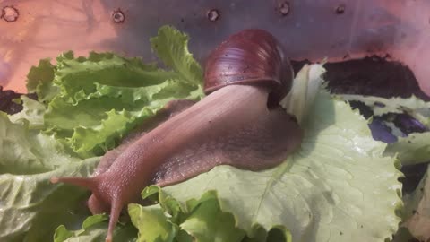 Our snail