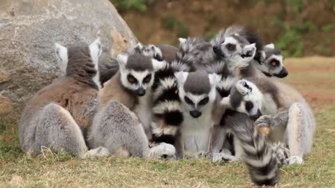 There's a bunch of lemurs growing in this place! Ring-tailed lemur