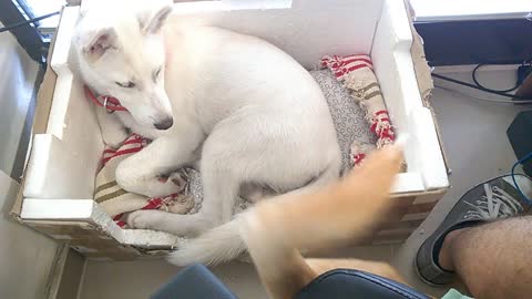 Jealous baby Husky successfully conquers other dog's bed