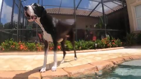 Funny Great Dane's Paw Perfect Superman Dive Into the Deep End Of the Pool