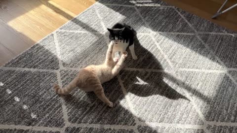 Cat fight