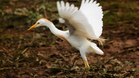 The Cattle Egret: Close Up HD Footage (Bubulcus ibis)