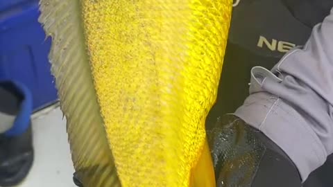 Big yellow croaker caught in the sea