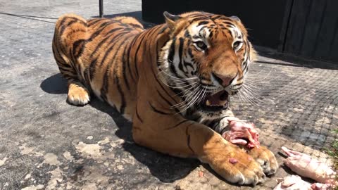 Alcyone, A Siberian Tiger, Growling At A Caretaker (Not At Me)...