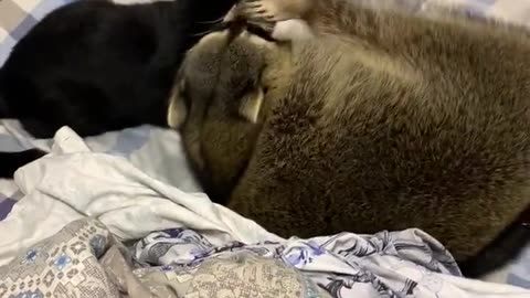 Playful Raccoon Desperately Seeks Cat's Attention for Playtime
