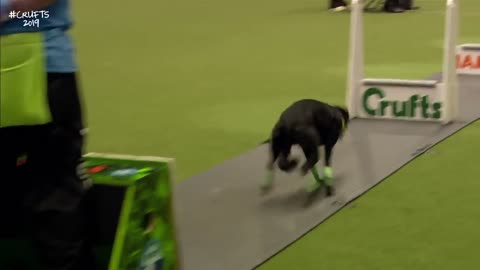 Flyball - Team Final - Dog