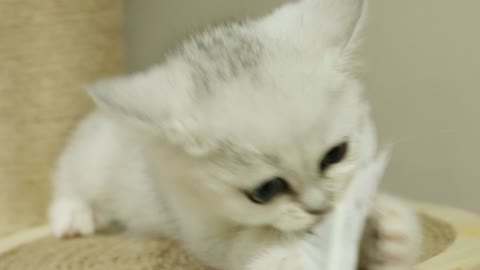 Look, a lovely cat is under the table.