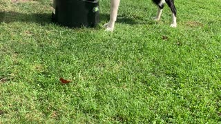 Doggy Playing Fetch by Himself