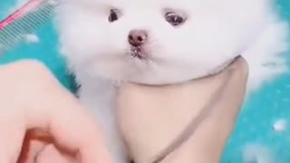 Funny animals compilation. This is the cutest dog you've ever seen 😍