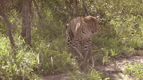 Leopard And Lizard Fighting In The Jungle | Leopard VS Lizard | Animal's Galaxy Video