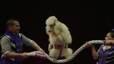 Ringling Bros. 2×2 Mixed Dog Show