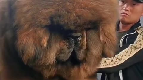 Tibetan mastiff🐶 One Of The Most Expensive Dog Breeds In The world