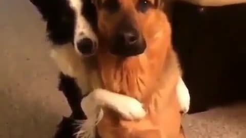 Two dogs standing together