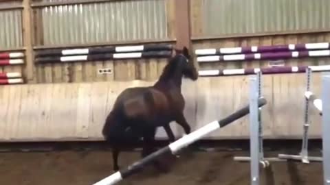Funny and Cute Horse Videos That Will Change Your Mood For Good