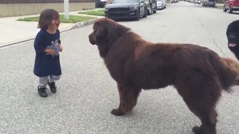 Newfoundland Gives Good Luck Kisses Before Toddlers Big Game