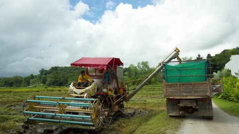 The Rice Harvest