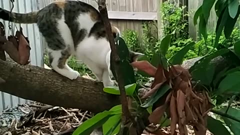 Climbing felines