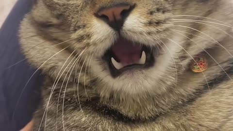 Owner trolling her cat by matching voice - funny cat video