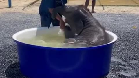 Baby Elephant bathing