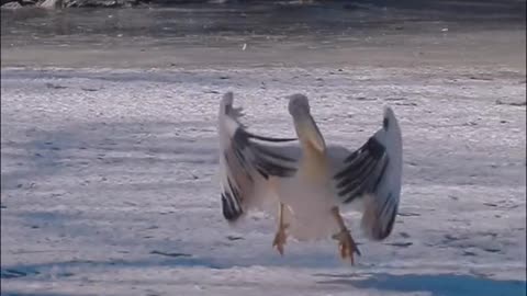 Great pelican waterfowl