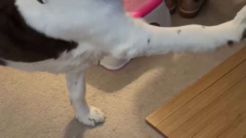 Springer Spaniel Speaking In Tongues! #shortsviral #shortsvideo #dog #springerspaniel