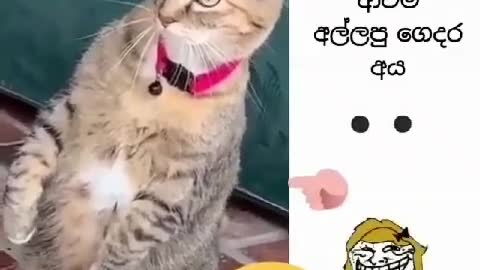 Cat funney video