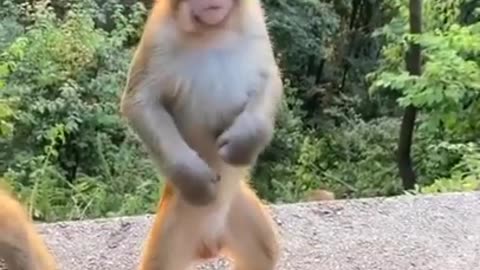 Monkey Dance Kacha Badaam