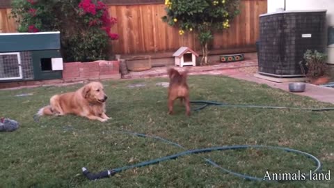 Dogs Playing with Each Other #dogs playing