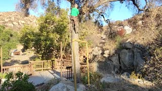 Dead oak over the deck