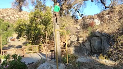 Dead oak over the deck