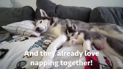 Husky Puppy and Dad's First Nap Ever!