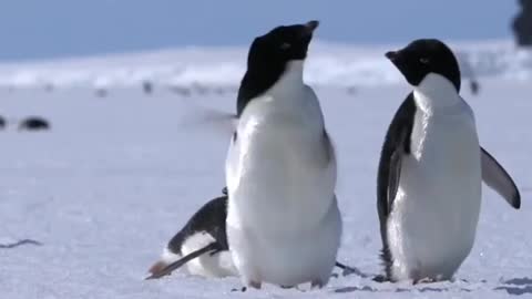 Shake body like a penguin!