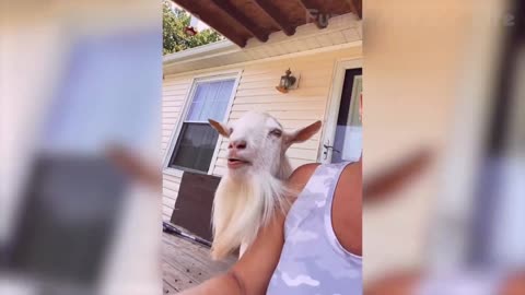 The Funniest Animal Video Of 2021