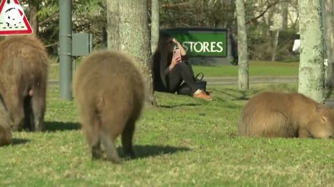 Hundreds of capybaras overrun neighborhood in Argentina