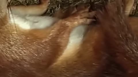 Mama Squirrel Giving Birth 🥰#shorts #givingbirth