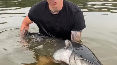 German Catfish Monster #angeln #fishing #catfish #wels #waller #monster