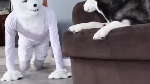 Husky Pranked