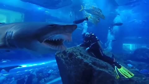 A shark almost ate divers🤯 🦈