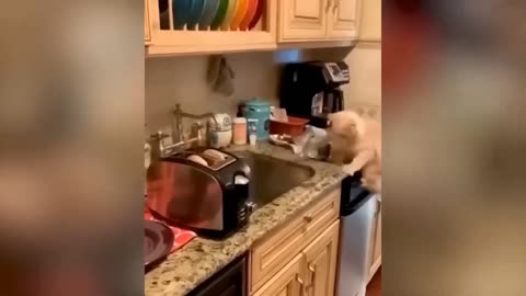 Funniest Cats And Dogs Videos 😁 - Best Funny Animal Videos 2023@petuniverse45