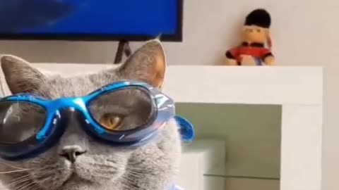 Funny cat video