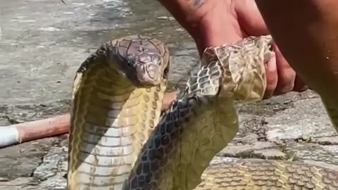 Snake video. Funny video of snake. #animalvideo #snake