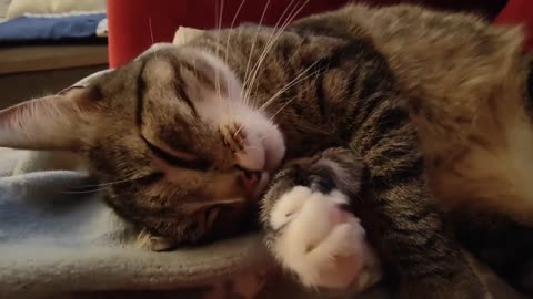 Cat yawns three times while cleaning himself